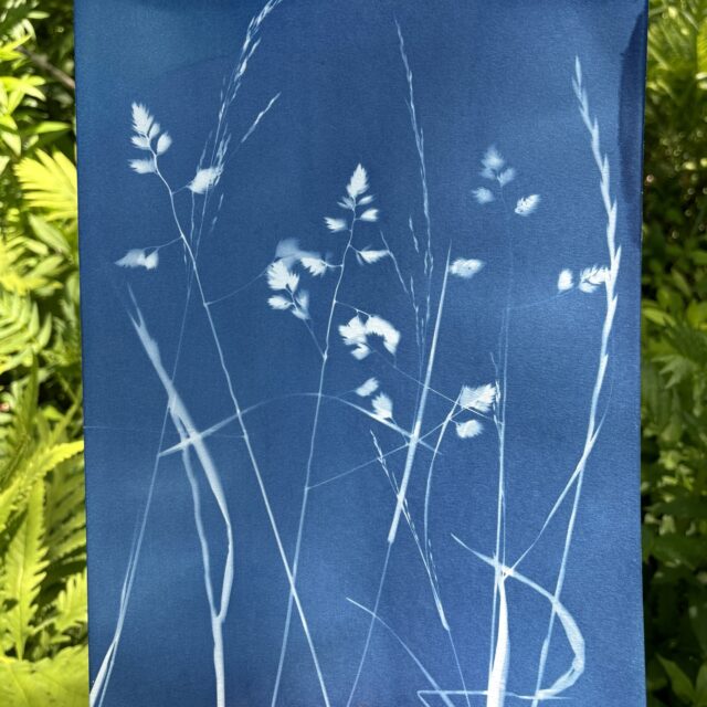 https://www.frogmoreflowers.com/wp-content/uploads/2024/07/cyanotype-640x640.jpg