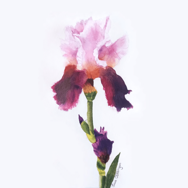 https://www.frogmoreflowers.com/wp-content/uploads/2024/07/iris-watercolor-painting_ss-640x640.png